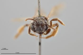 Media type: image;   Entomology 771282 Aspect: head frontal view